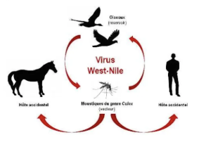 Fichier:Cycle du virus.png